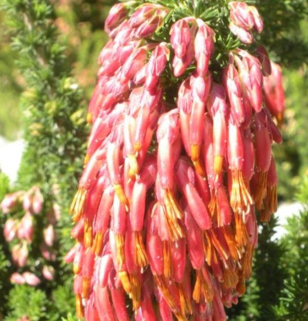 Erica coccinea subsp. Coccinea - Erica coccinea, Urze com Borla, Urze de Borla, Érica verdadeira - Image 4