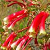 Erica versicolor (Erica discolor) - Erica bicolor, Charneca bicolor, Outeniqua, Erica verdadeira