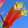 Erica versicolor (Erica discolor) - Erica bicolor, Charneca bicolor, Outeniqua, Erica verdadeira - Image 2