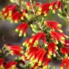 Erica versicolor (Erica discolor) - Erica bicolor, Charneca bicolor, Outeniqua, Erica verdadeira - Image 3