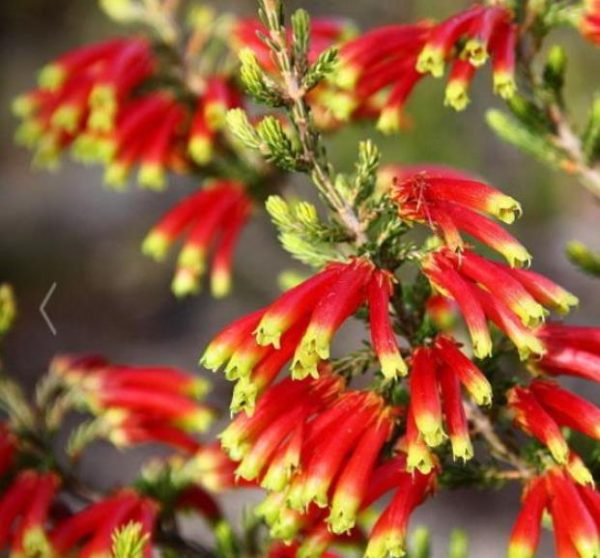 Erica versicolor (Erica discolor) - Erica bicolor, Charneca bicolor, Outeniqua, Erica verdadeira - Image 3
