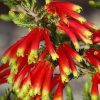 Erica versicolor (Erica discolor) - Erica bicolor, Charneca bicolor, Outeniqua, Erica verdadeira - Image 4