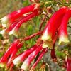 Erica versicolor (Erica discolor) - Erica bicolor, Charneca bicolor, Outeniqua, Erica verdadeira - Image 5