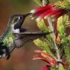 Erica versicolor (Erica discolor) - Erica bicolor, Charneca bicolor, Outeniqua, Erica verdadeira - Image 6