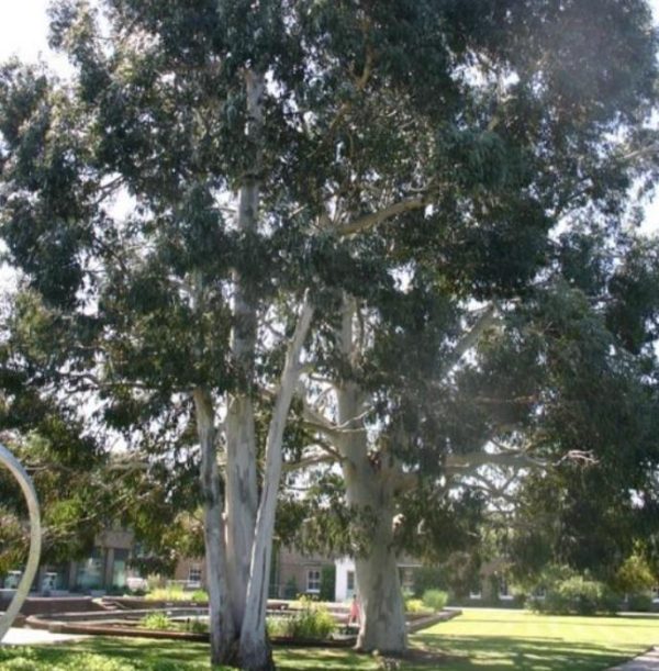 Eucalyptus aggregata - Eucalipto Goma Preta, Black Gum Eucalyptus - Image 4