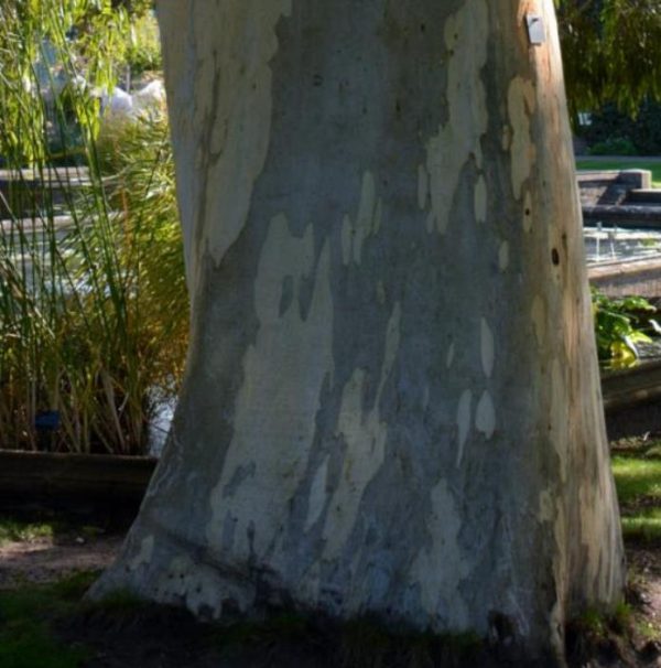 Eucalyptus aggregata - Eucalipto Goma Preta, Black Gum Eucalyptus - Image 6