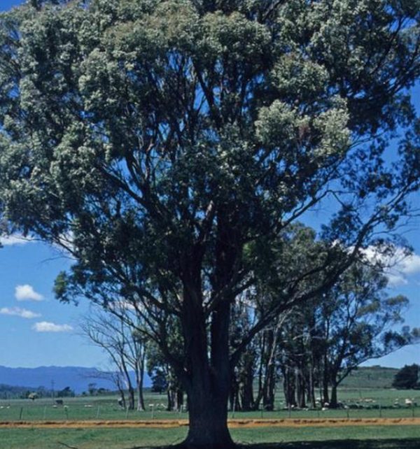 Eucalyptus amygdalina - Eucalipto Goma de Hortelã-Pimenta Preta, Eucalipto Menta, Black Peppermint Eucal - Image 6