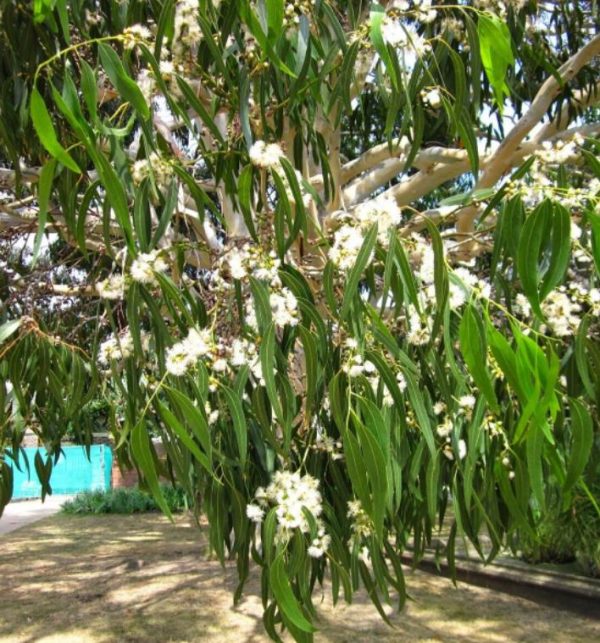 Eucalyptus dalrympleana - Eucalipto da Montanha, Goma de Montanha, Mountain Gum - Image 6