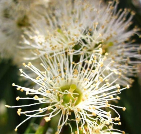 Eucalyptus dalrympleana - Eucalipto da Montanha, Goma de Montanha, Mountain Gum - Image 8