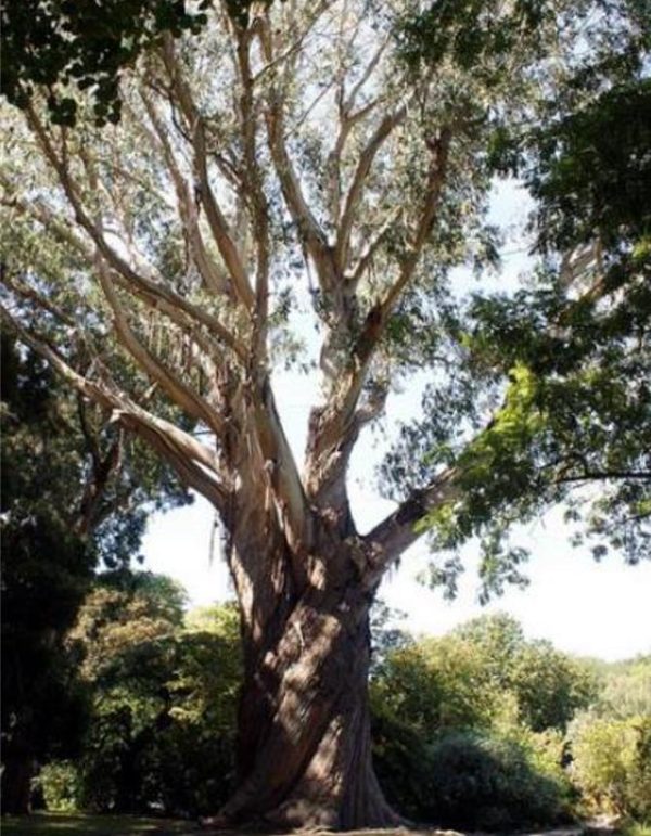 Eucalyptus delegatensis - Eucalipto Gigante, Eucalipto Carvalho da Tasmânia, Eucalipto Goma-Top Madeira Fo - Image 2