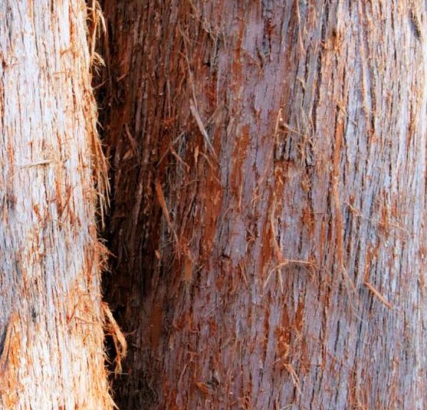 Eucalyptus delegatensis - Eucalipto Gigante, Eucalipto Carvalho da Tasmânia, Eucalipto Goma-Top Madeira Fo - Image 3
