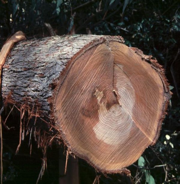 Eucalyptus delegatensis - Eucalipto Gigante, Eucalipto Carvalho da Tasmânia, Eucalipto Goma-Top Madeira Fo - Image 4