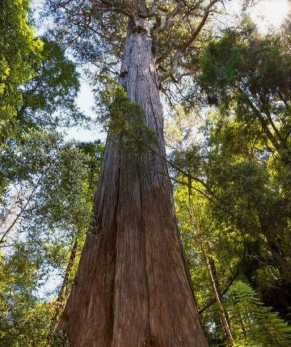 Eucalyptus delegatensis - Eucalipto Gigante, Eucalipto Carvalho da Tasmânia, Eucalipto Goma-Top Madeira Fo - Image 5