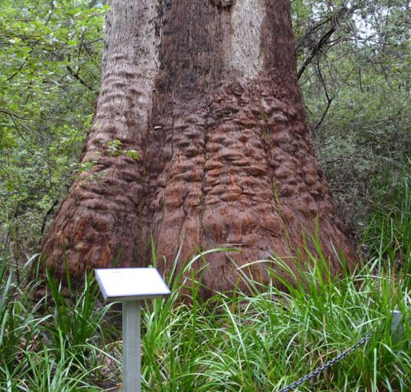 Eucalyptus jacksonii - Eucalipto Gigante da Floresta, Eucalipto Red Tingle, Eucalipto Gigante Jacksonii - Image 2