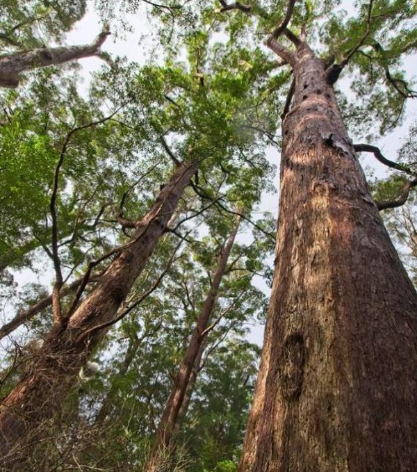 Eucalyptus jacksonii - Eucalipto Gigante da Floresta, Eucalipto Red Tingle, Eucalipto Gigante Jacksonii - Image 3