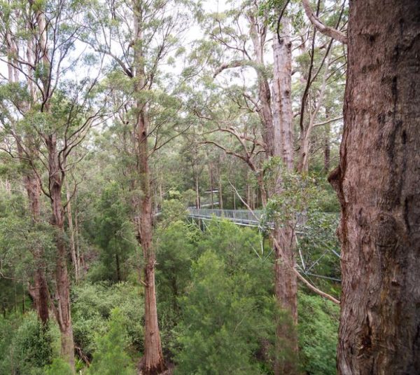Eucalyptus jacksonii - Eucalipto Gigante da Floresta, Eucalipto Red Tingle, Eucalipto Gigante Jacksonii - Image 5