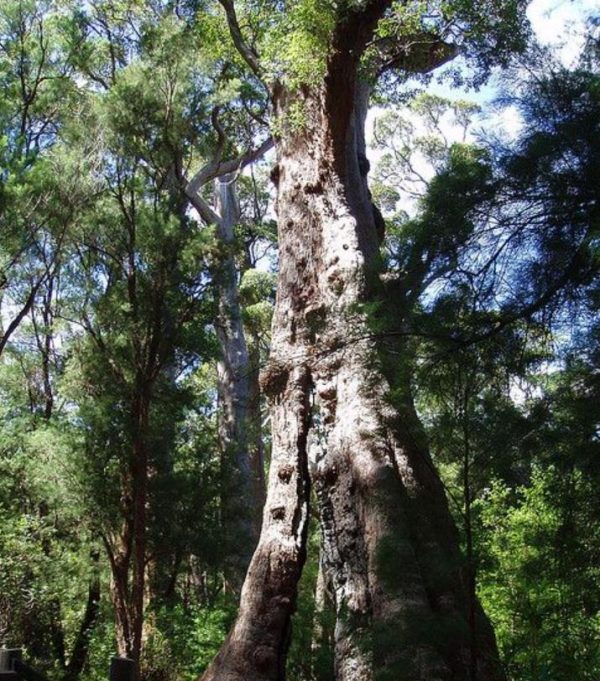 Eucalyptus jacksonii - Eucalipto Gigante da Floresta, Eucalipto Red Tingle, Eucalipto Gigante Jacksonii - Image 6