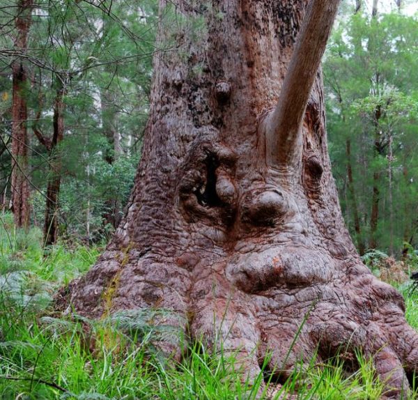 Eucalyptus jacksonii - Eucalipto Gigante da Floresta, Eucalipto Red Tingle, Eucalipto Gigante Jacksonii - Image 8