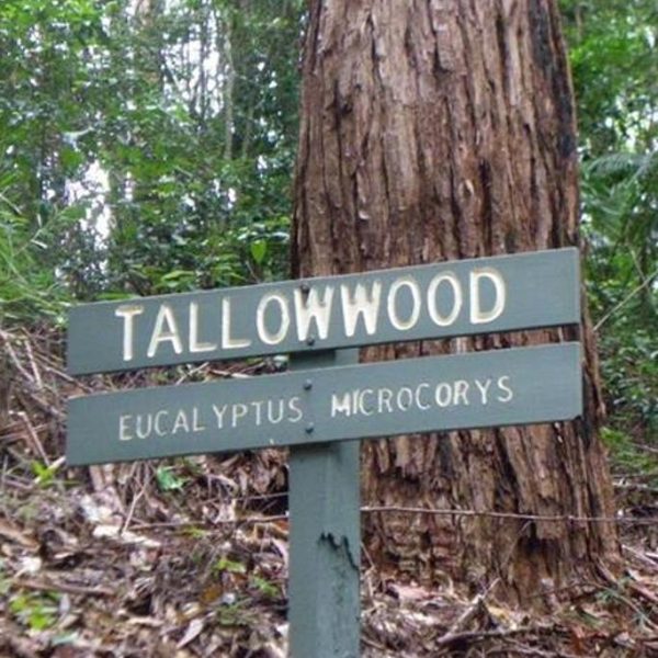 Eucalyptus microcorys - Eucalipto Sebo, Tallowwood Australiano, Eucalipto Microcorys - Image 14