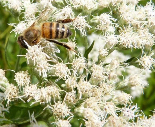 Eupatorium perfoliatum - Boneset, Eupatório, Antimônio Vegetal, Suor Vegetal, Febre do Mar, Febre Beakbon