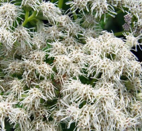 Eupatorium perfoliatum - Boneset, Eupatório, Antimônio Vegetal, Suor Vegetal, Febre do Mar, Febre Beakbon - Image 2