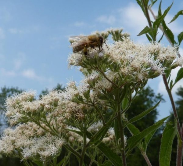 Eupatorium perfoliatum - Boneset, Eupatório, Antimônio Vegetal, Suor Vegetal, Febre do Mar, Febre Beakbon - Image 3