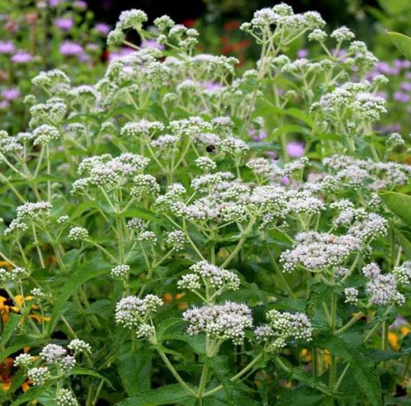 Eupatorium perfoliatum - Boneset, Eupatório, Antimônio Vegetal, Suor Vegetal, Febre do Mar, Febre Beakbon - Image 4