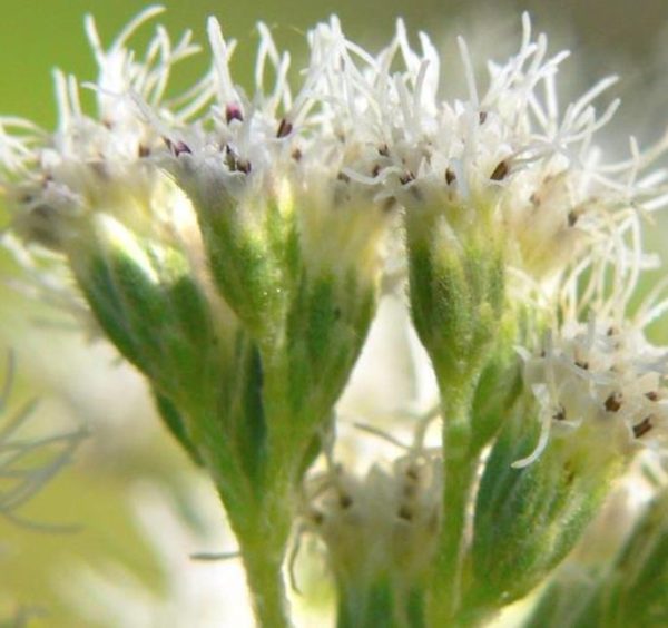 Eupatorium perfoliatum - Boneset, Eupatório, Antimônio Vegetal, Suor Vegetal, Febre do Mar, Febre Beakbon - Image 6