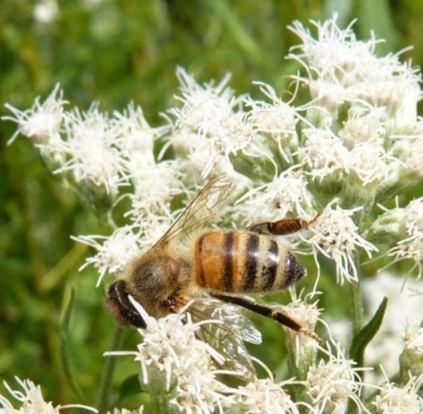 Eupatorium perfoliatum - Boneset, Eupatório, Antimônio Vegetal, Suor Vegetal, Febre do Mar, Febre Beakbon - Image 7