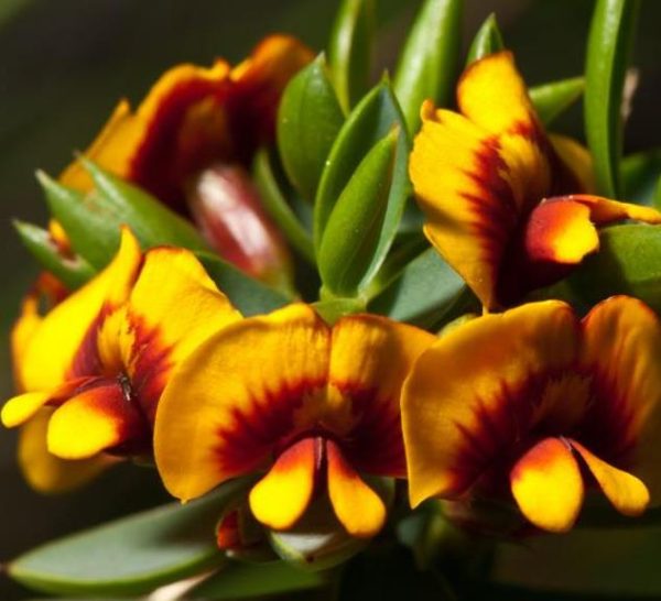 Eutaxia myrtifolia - Esperance Wildflower, Flor Selvagem de Esperance, Arbusto Ovos e Bacon, Eggs & B - Image 6
