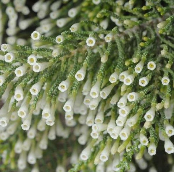 Fabiana imbricata - Pichi Pichi, Fabiana Bush, Arbusto Ninho Fabina, Pichi-Romero