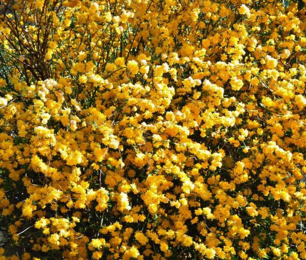 Forsythia suspensa - Forsítia suspensa, Forsítia chorona, Sino de ouro, Sino dourado - Image 2