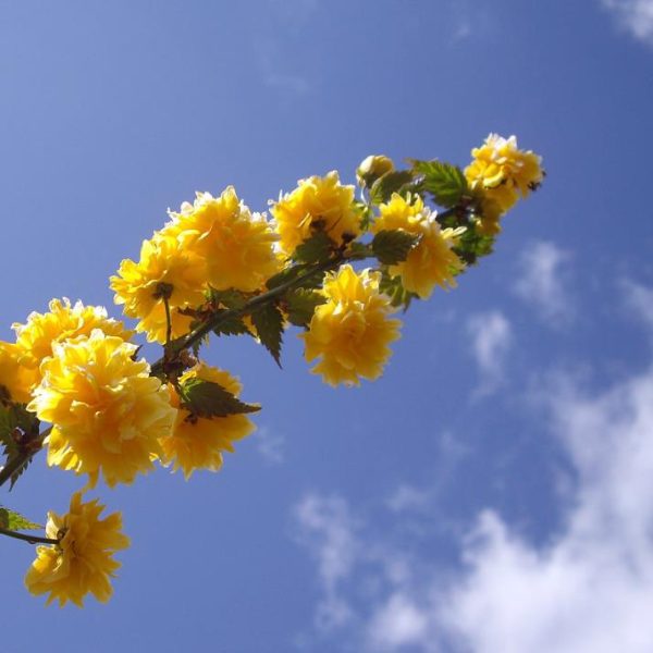 Forsythia suspensa - Forsítia suspensa, Forsítia chorona, Sino de ouro, Sino dourado - Image 5