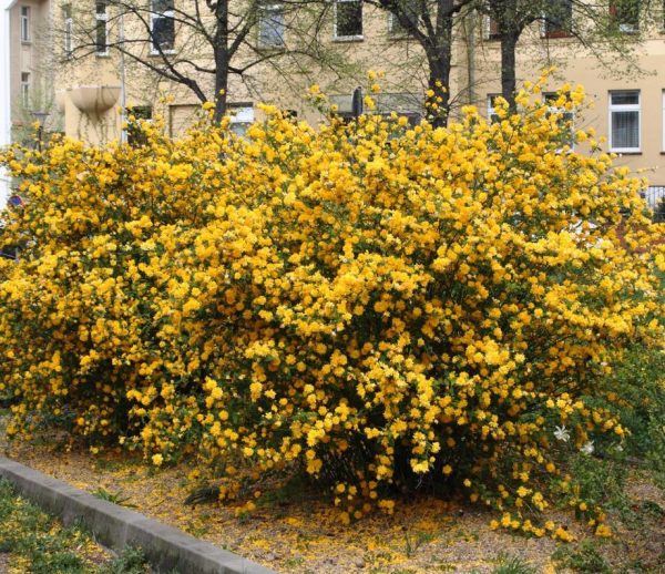 Forsythia suspensa - Forsítia suspensa, Forsítia chorona, Sino de ouro, Sino dourado - Image 6