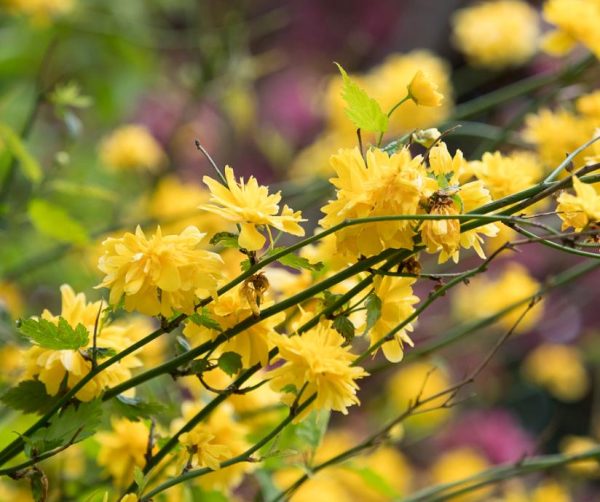 Forsythia suspensa - Forsítia suspensa, Forsítia chorona, Sino de ouro, Sino dourado - Image 8