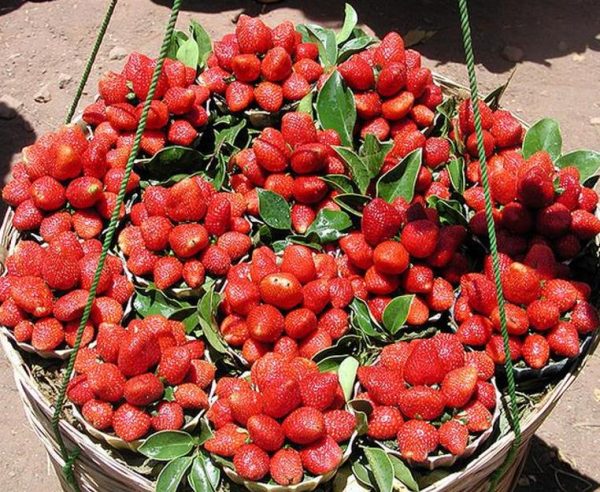 Fragaria vesca  Alexandra - Morango Alexandra - Image 5