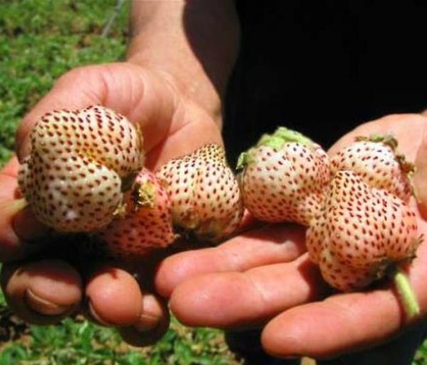 Fragaria vesca 'White Soul' - Morango Alma Branca, Morango Branco, Morango Abacaxi, Pineberry - Image 2