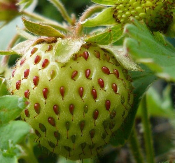 Fragaria vesca 'White Soul' - Morango Alma Branca, Morango Branco, Morango Abacaxi, Pineberry - Image 3