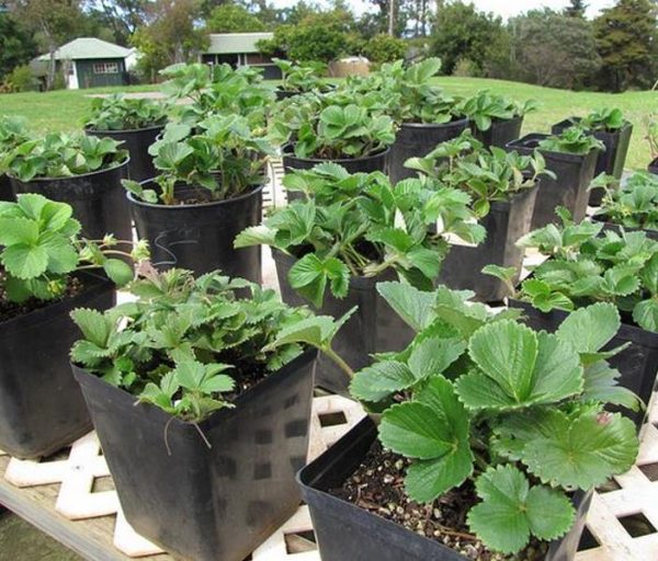 Fragaria vesca 'White Soul' - Morango Alma Branca, Morango Branco, Morango Abacaxi, Pineberry - Image 5
