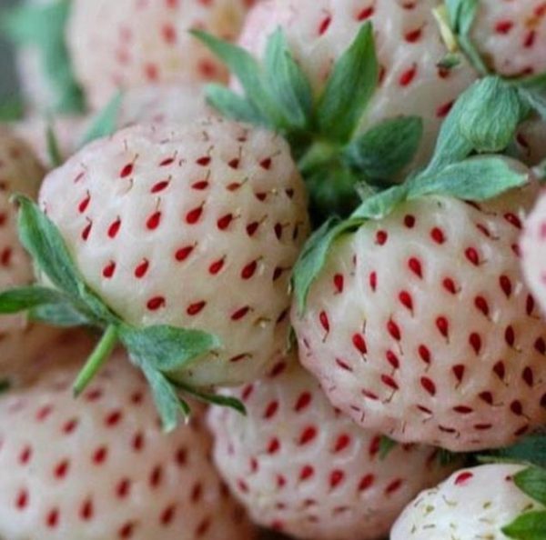 Fragaria vesca 'White Soul' - Morango Alma Branca, Morango Branco, Morango Abacaxi, Pineberry - Image 6
