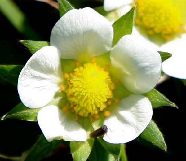 Fragaria vesca 'White Soul' - Morango Alma Branca, Morango Branco, Morango Abacaxi, Pineberry - Image 7