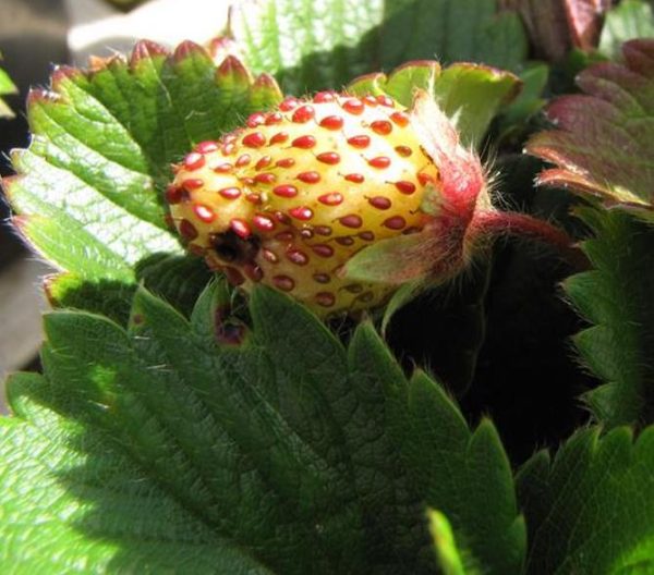 Fragaria vesca 'White Soul' - Morango Alma Branca, Morango Branco, Morango Abacaxi, Pineberry - Image 8