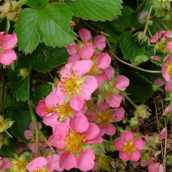 Fragaria x Ananassa fragissimo - Morango Fragissimo - Image 3