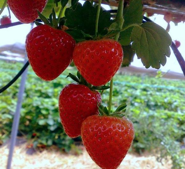 Fragaria x Ananassa fragissimo - Morango Fragissimo - Image 6
