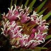 Greigia sphacelata - Bromélia Chupones, Chupón, Chupeta, Quiscal - Image 5