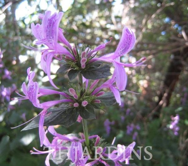 Hypoestes aristata - Arbusto fita, Ribbon Bush - Image 4