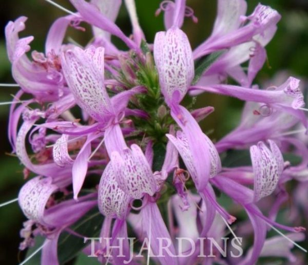 Hyssopus officinalis Roseus - Erva Sagrada, Néctar de Rosas, Hyssopo Rosa, Hissopo, Hissopo - Image 2