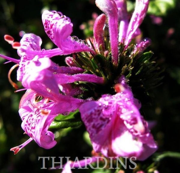 Hyssopus officinalis Roseus - Erva Sagrada, Néctar de Rosas, Hyssopo Rosa, Hissopo, Hissopo - Image 4