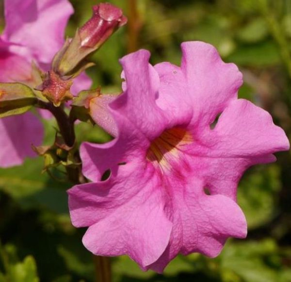 Incarvillea mairei Grandiflora - Gloxinia Anão Resistente, Dwarf Hardy Gloxinia - Image 5