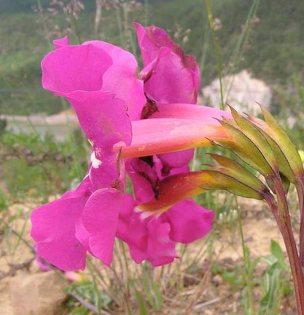 Incarvillea mairei Grandiflora - Gloxinia Anão Resistente, Dwarf Hardy Gloxinia - Image 6